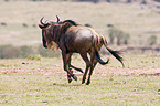 wildebeest