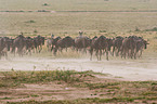 wildebeests