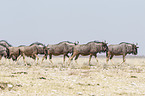 wildebeests