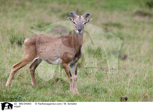 Wildschaf / argali / WS-04060