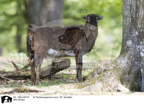 Wildschaf / wild sheep / WS-04674