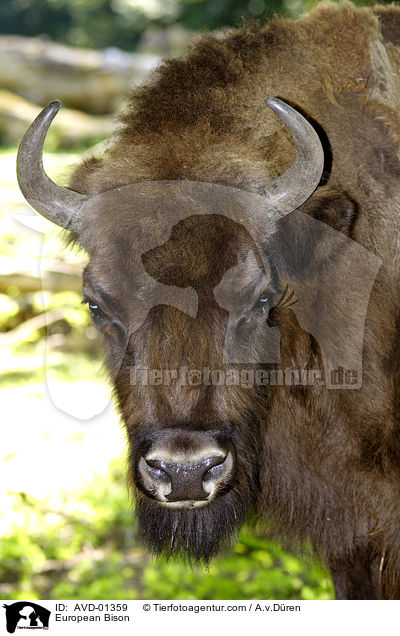 Wisent Portrait / European Bison / AVD-01359