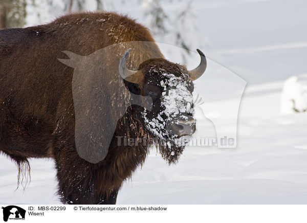 Wisent / Wisent / MBS-02299