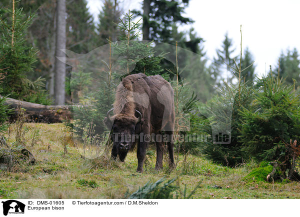 Wisent / European bison / DMS-01605