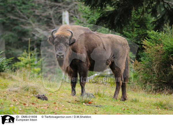 Wisent / European bison / DMS-01608