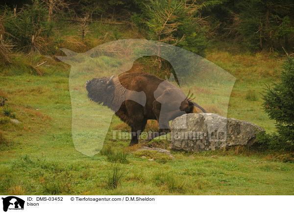 Wisent / bison / DMS-03452