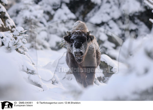 Wisent / European bison / DMS-04061