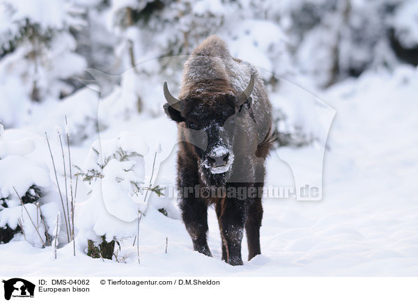 Wisent / European bison / DMS-04062