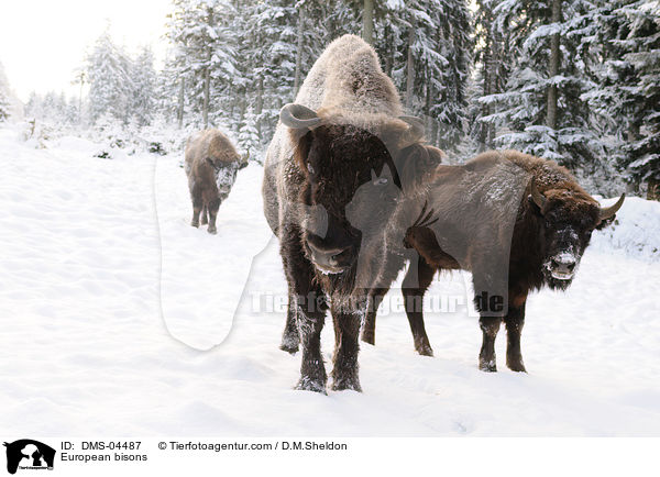 Wisente / European bisons / DMS-04487