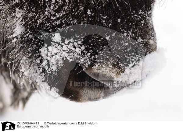 Wisent Maul / European bison mouth / DMS-04492