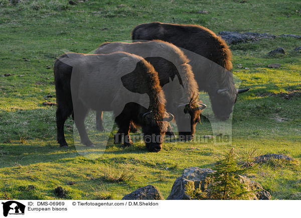 Wisente / European bisons / DMS-06969