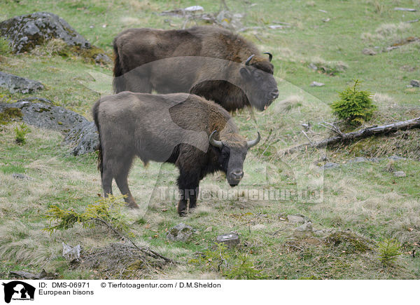 Wisente / European bisons / DMS-06971