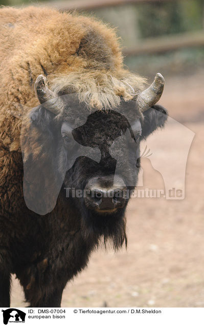 Wisent / european bison / DMS-07004