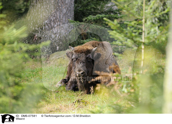 Wisent / DMS-07581