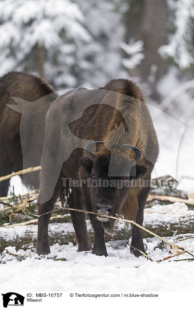 Wisent / Wisent / MBS-10757