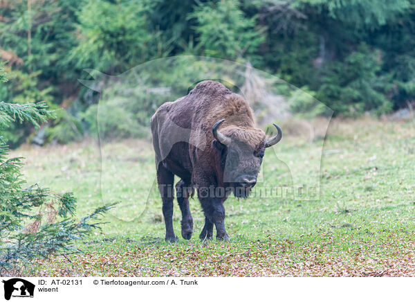 Wisent / wisent / AT-02131