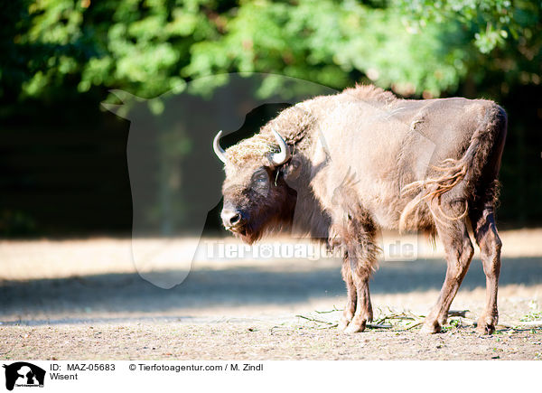 Wisent / Wisent / MAZ-05683