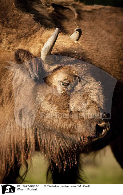 Wisent Portrait / Wisent Portrait / MAZ-06010