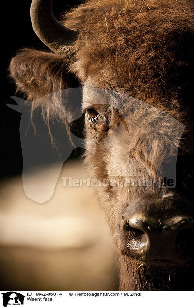 Wisent Gesicht / Wisent face / MAZ-06014