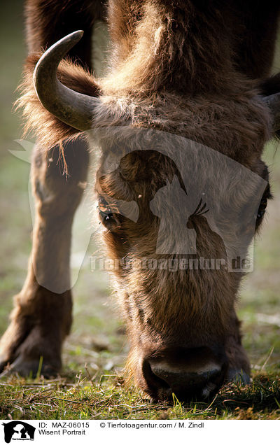 Wisent Portrait / Wisent Portrait / MAZ-06015