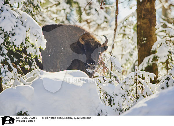 Wisent Portrait / Wisent portrait / DMS-09253