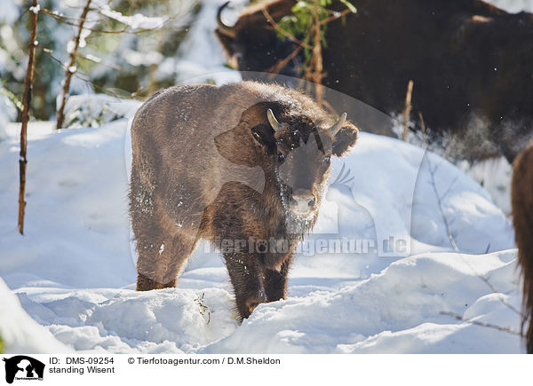 stehender Wisent / standing Wisent / DMS-09254