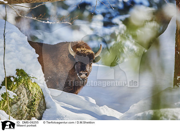 Wisent Portrait / Wisent portrait / DMS-09255