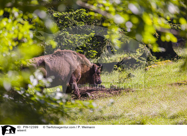 Wisent / wisent / PW-12399