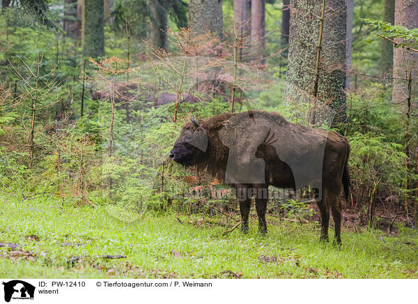 Wisent / wisent / PW-12410