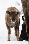 European bison