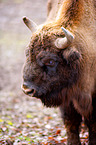 wisent