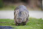 Wombat