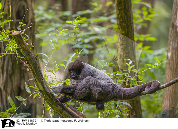 Wollaffe / Woolly Monkey / PW-11876