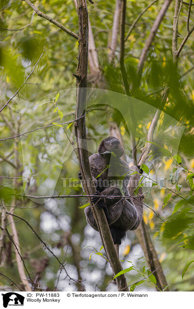 Woolly Monkey / PW-11883