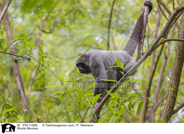 Wollaffe / Woolly Monkey / PW-11890