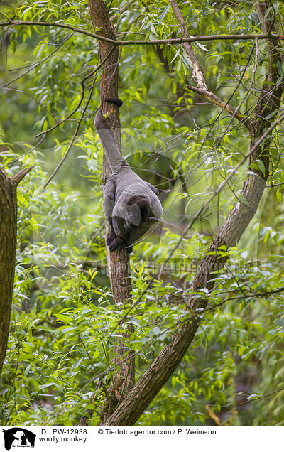 woolly monkey / PW-12938