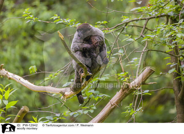 Wollaffe / woolly monkey / PW-12942