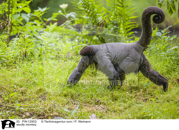 woolly monkey / PW-12952