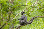 woolly monkey