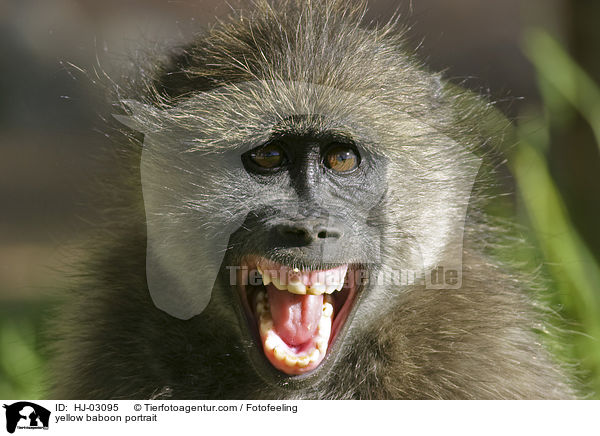 Steppenpavian Portrait / yellow baboon portrait / HJ-03095