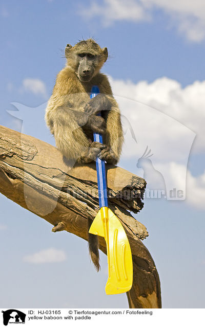 Steppenpavian mit Paddel / yellow baboon with paddle / HJ-03165