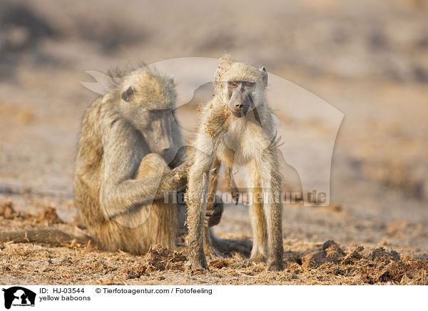 Steppenpaviane / yellow baboons / HJ-03544