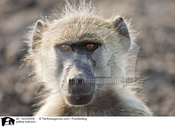 Steppenpavian / yellow baboon / HJ-03545