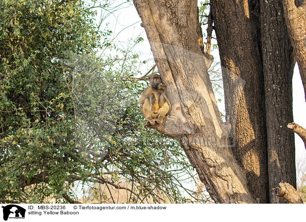 sitting Yellow Baboon / MBS-20236