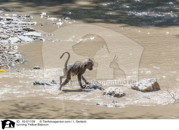 rennender Steppenpavian / running Yellow Baboon / IG-01109