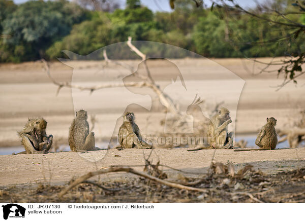 Steppenpavian / yellow baboon / JR-07130