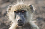 yellow baboon