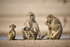 yellow baboon