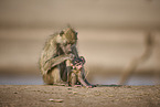 yellow baboon