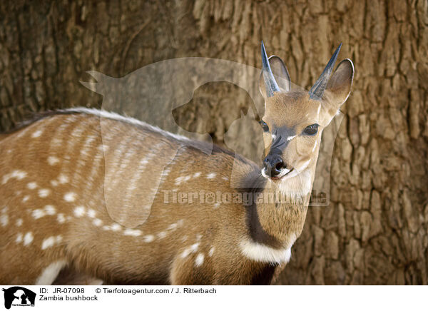 Zambia bushbock / JR-07098